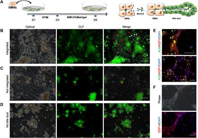 Three-dimensional human bile duct formation from chemically induced human liver progenitor cells